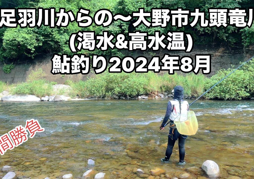 [鮎釣り2024年] 足羽川からの〜大野市九頭竜川(渇水&高水温)鮎釣り2024年8月