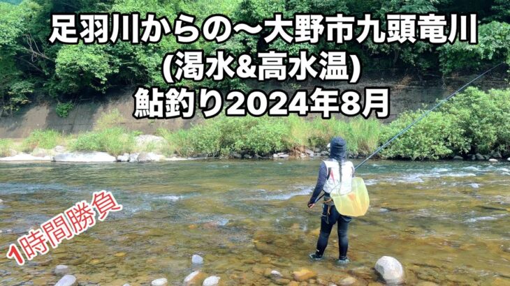 [鮎釣り2024年] 足羽川からの〜大野市九頭竜川(渇水&高水温)鮎釣り2024年8月
