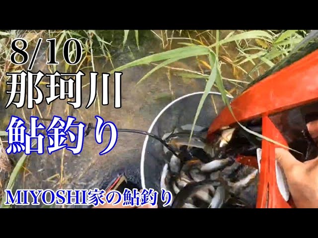[鮎釣り2024]那珂川は釣れます‼