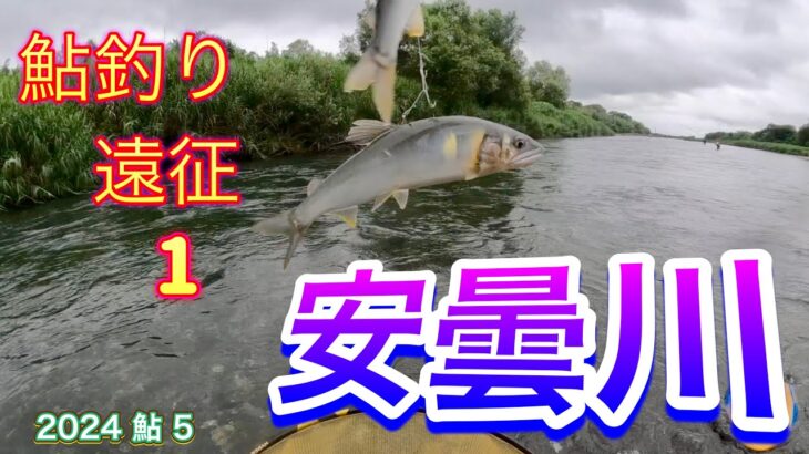2024 鮎 5　鮎釣り遠征１　安曇川