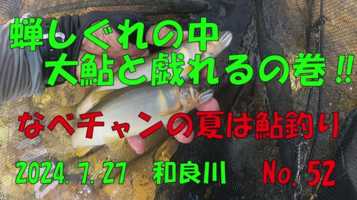 蝉しぐれの中大鮎と戯れるの巻‼　なべチャンの夏は鮎釣り　2024 7 27　和良川　No.52