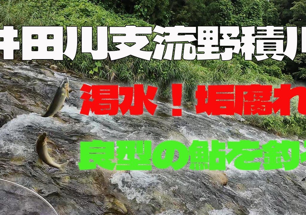 2024【井田川支流野積川】渇水！垢腐れ！でも良型の鮎を釣る