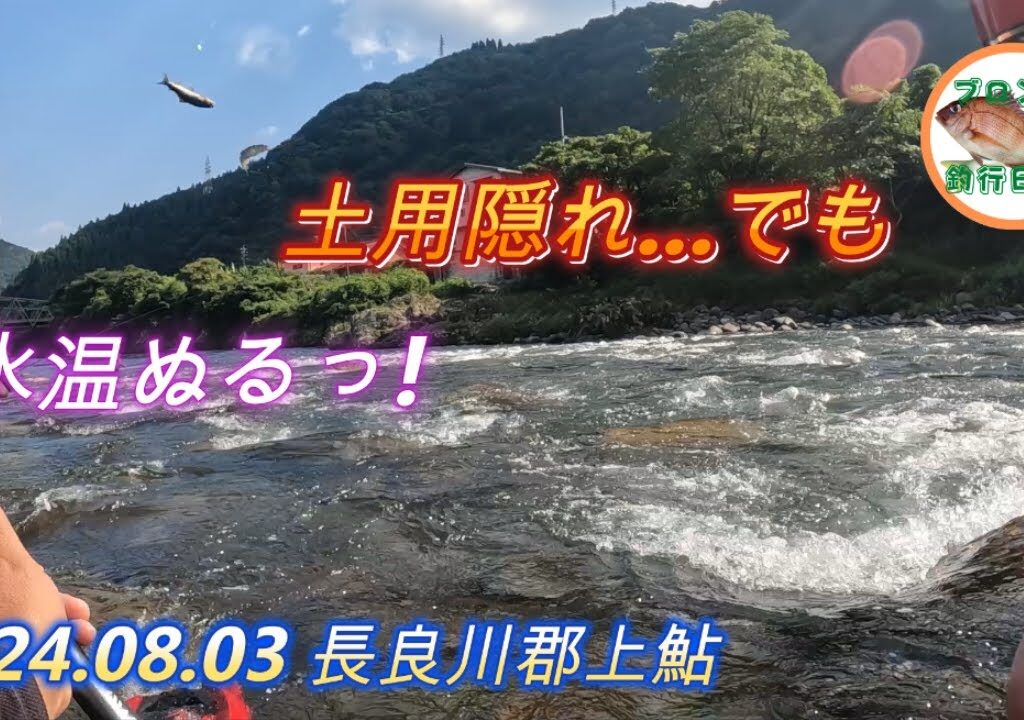 2024.08.03長良川郡上鮎 渇水 土用隠れ それでも鮎釣り師は行く！