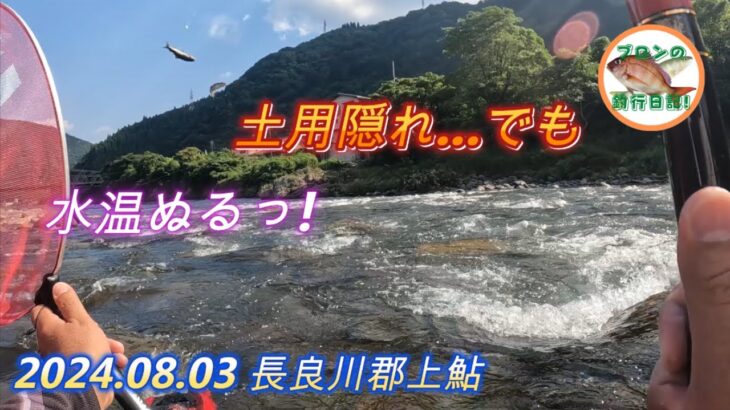 2024.08.03長良川郡上鮎 渇水 土用隠れ それでも鮎釣り師は行く！