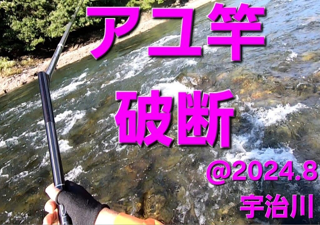 京都府　宇治川のアユ釣り　2024.8.11.