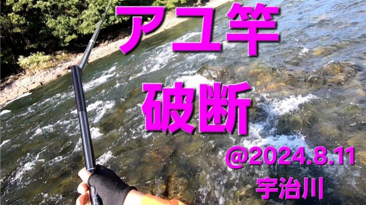 京都府　宇治川のアユ釣り　2024.8.11.