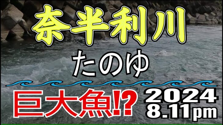 アユの友釣り 奈半利川(高知県) たのゆ 2024.8.11pm