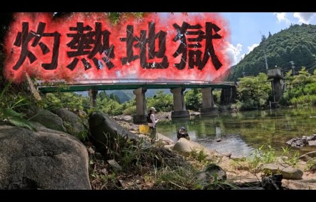 【鮎釣り】2024.8.12 水温上昇で鮎がバテバテ！タモですくえる鮎すくい
