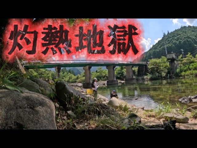 【鮎釣り】2024.8.12 水温上昇で鮎がバテバテ！タモですくえる鮎すくい