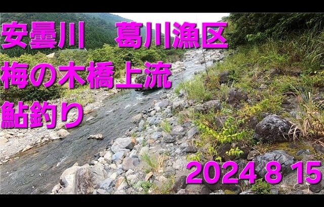 安曇川　葛川漁区　梅の木橋上流　鮎釣り　2024.8.15