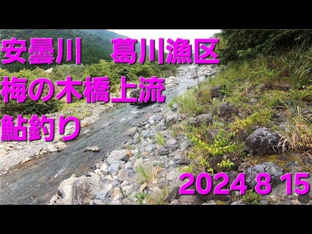安曇川　葛川漁区　梅の木橋上流　鮎釣り　2024.8.15