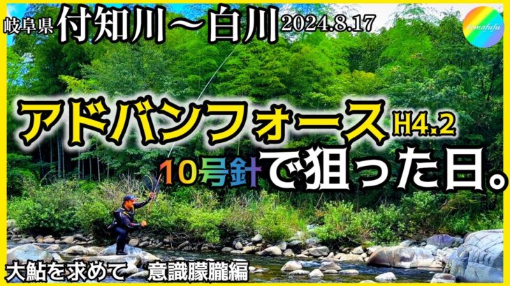 【鮎釣り】付知川、白川（岐阜県）｜2024.8.17（土）【友釣り】