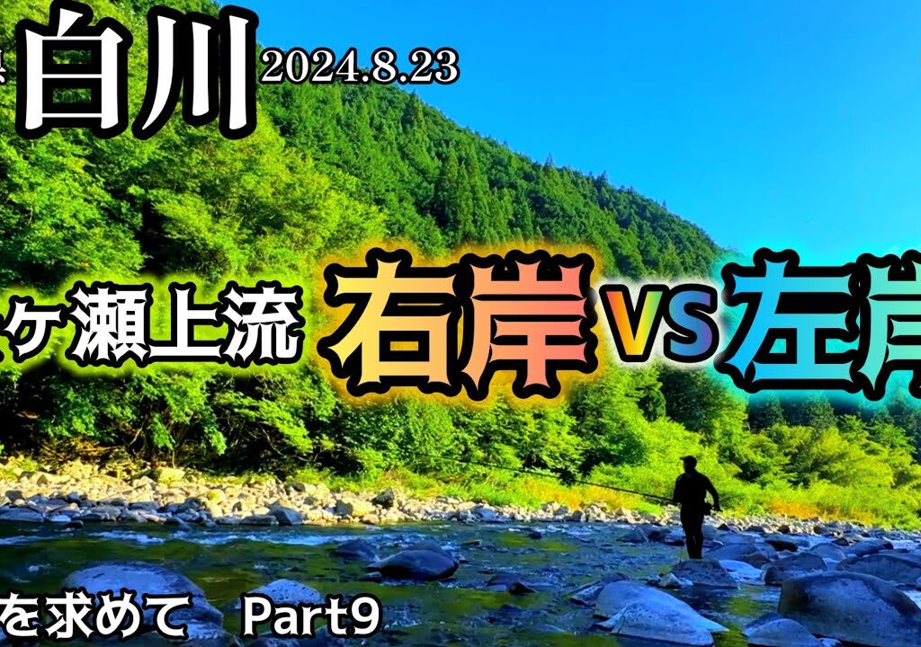 【鮎釣り】白川（岐阜県）｜2024.8.23（金）【友釣り】