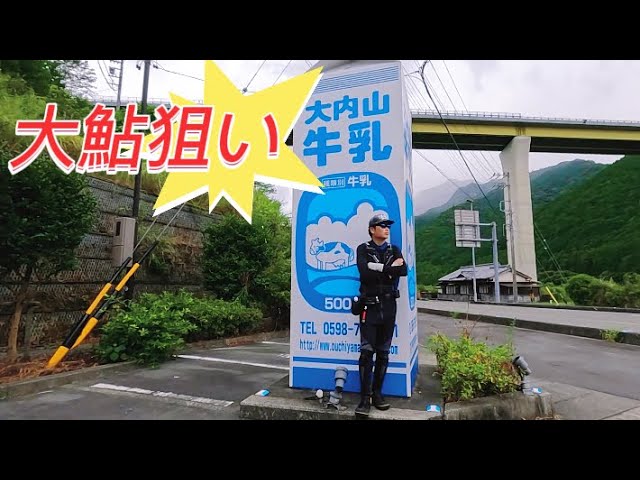 【鮎釣り】2024.8.24 大内山の鮎が想像以上にデカかった！