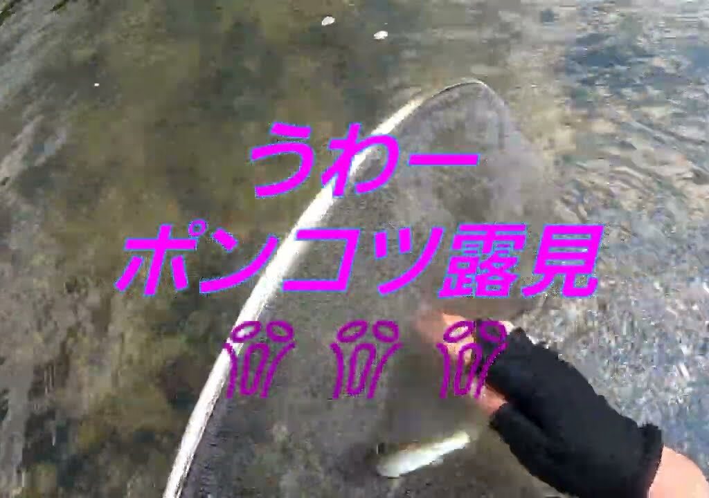 2024.8.3. 大阪 大路次川 鮎釣り(能勢町漁協管内 ) 七田橋上下流。