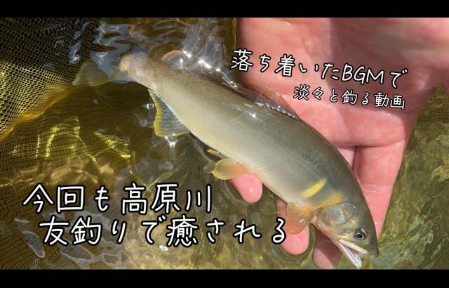 高原川 鮎の友釣りで癒される【2024.8.4】