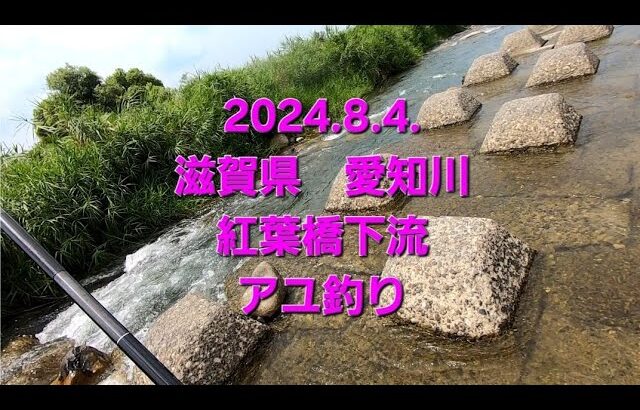 2024.8.4.滋賀県　愛知川　紅葉橋下流　アユ釣り