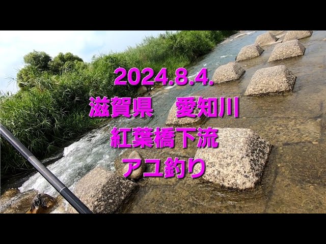2024.8.4.滋賀県　愛知川　紅葉橋下流　アユ釣り