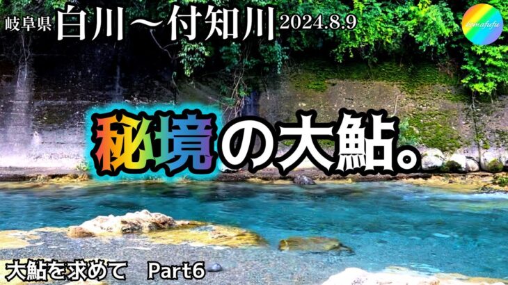 【鮎釣り】白川、付知川（岐阜県）｜2024.8.9（金）【友釣り】