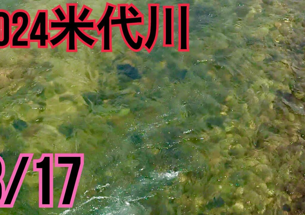 米代川で鮎釣り 2024.8/17 鹿角は祭典期間です