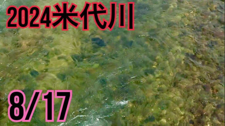 米代川で鮎釣り 2024.8/17 鹿角は祭典期間です