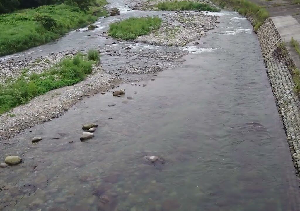 2024/08/13 6:00 河川状況 曇 湯沢町魚野川鮎釣り おとり鮎 花水木