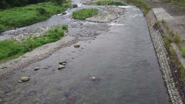 2024/08/13 6:00 河川状況 曇 湯沢町魚野川鮎釣り おとり鮎 花水木