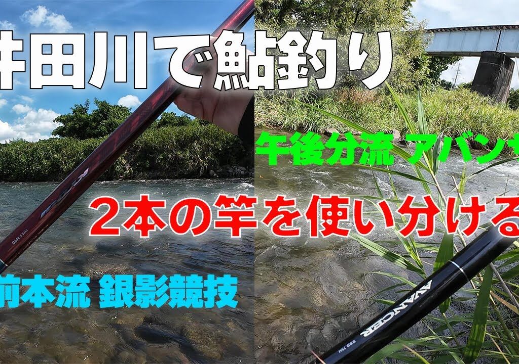2024【井田川で鮎釣り】午前本流午後分流2本の竿を使い分けて釣る！