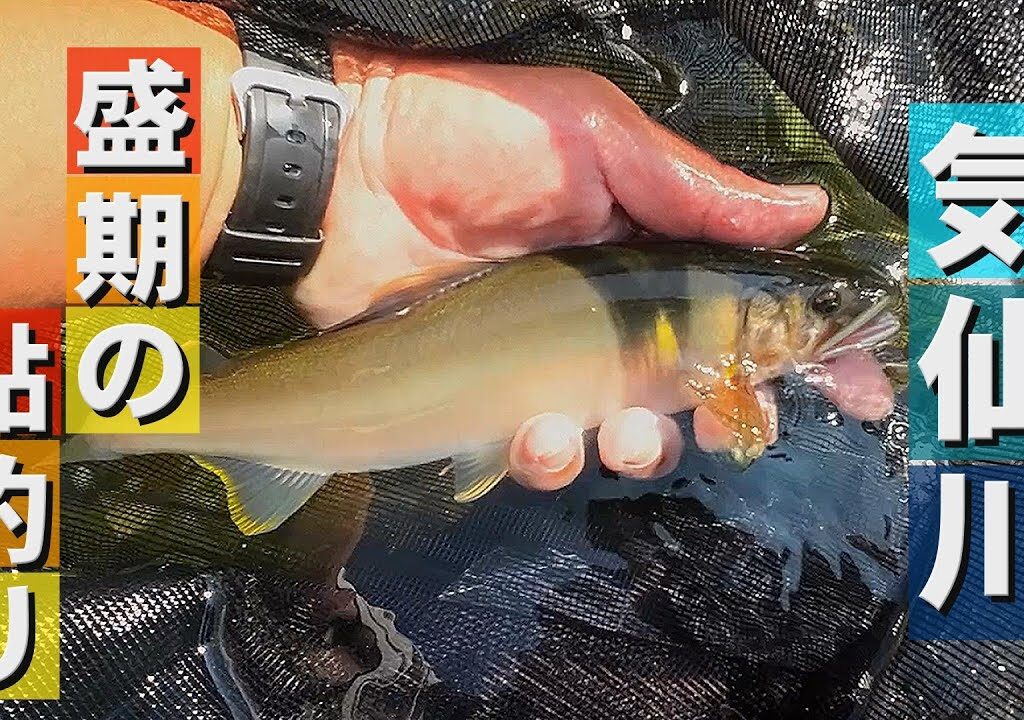 気仙川 盛期の鮎釣り【2024年8月】