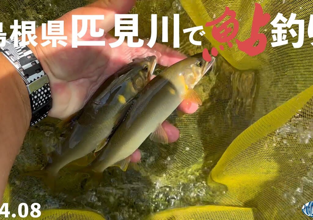 【鮎釣り】島根県匹見川で鮎釣り【2024年8月】
