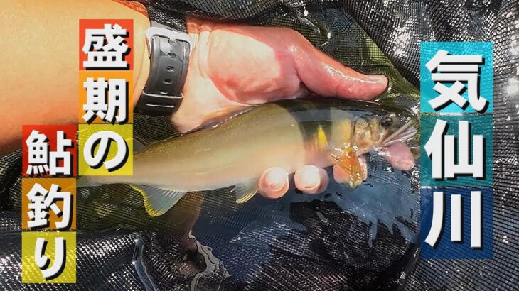 気仙川 盛期の鮎釣り【2024年8月】