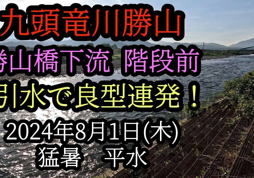 九頭竜川勝山　引水で良型連発！　2024年8月1日(木)