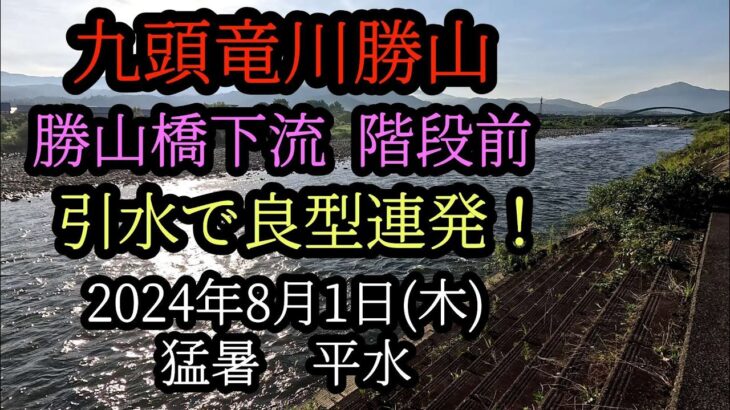 九頭竜川勝山　引水で良型連発！　2024年8月1日(木)