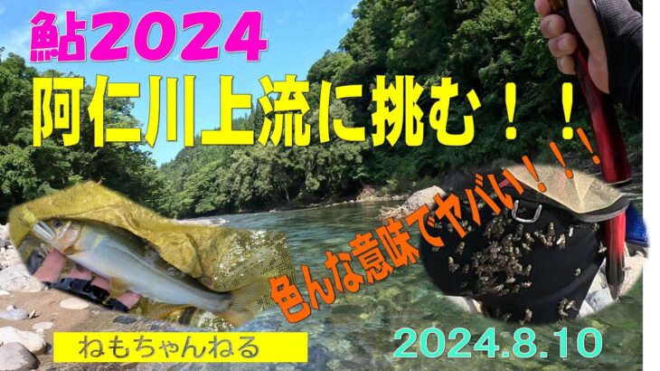 鮎釣り2024（阿仁川810上流）