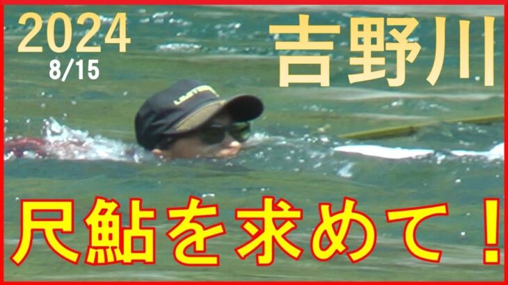 2024/8/15 四国・吉野川【尺鮎を求めて！】釣れたらいいね！なんちゃんチャンネル
