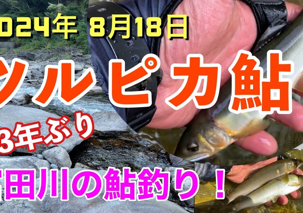 2024年8月18日、富田川の鮎釣り釣果‼️
