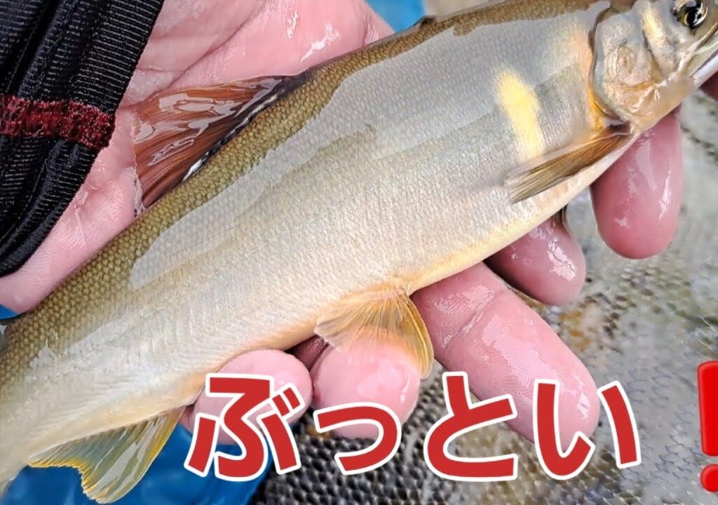 2024年8月21日　ミラクル　楽しい鮎釣り