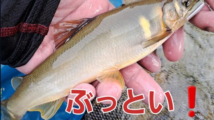 2024年8月21日　ミラクル　楽しい鮎釣り