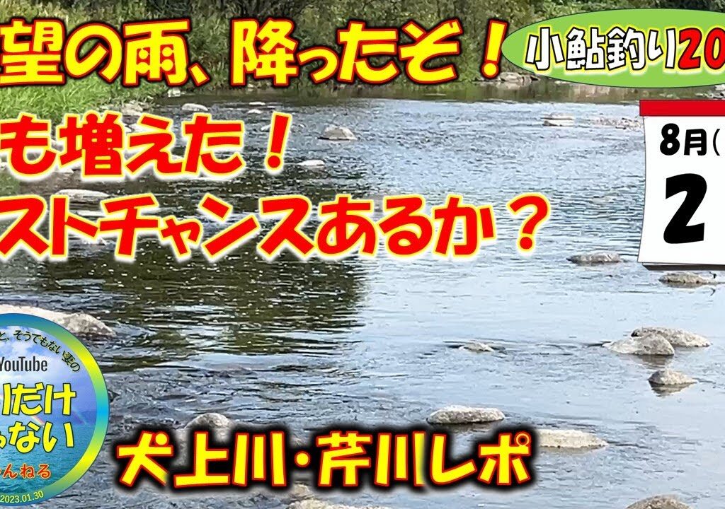 【小鮎釣り2024】8月21日、待望の雨、降ったぞ！水も増えた！シーズン終了前にラストチャンスはあるのか？緊急、犬上川と芹川、湖東2河川を徹底調査。滋賀に来る前に必ず見てほしい動画！