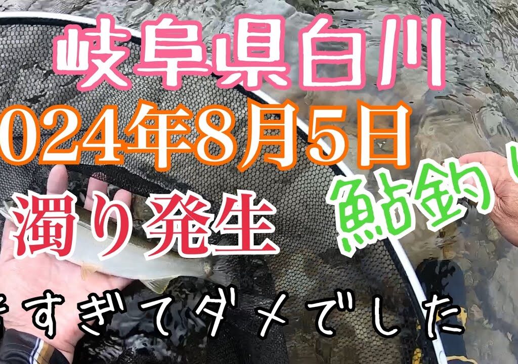 鮎釣り　2024年8月5日 岐阜県白川　濁り発生の中　暑さに負けたよお客さんも少ないし