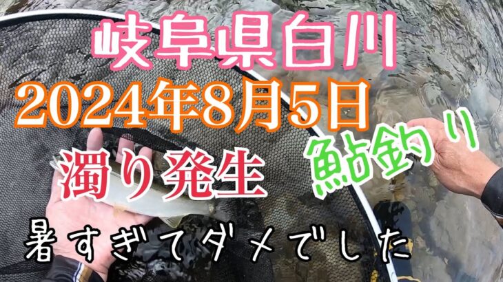鮎釣り　2024年8月5日 岐阜県白川　濁り発生の中　暑さに負けたよお客さんも少ないし