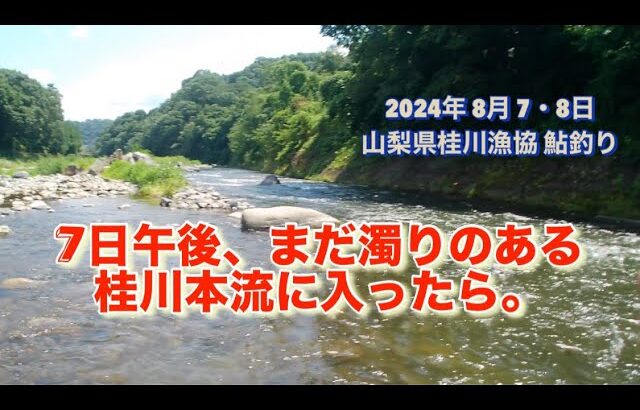 山梨県桂川漁協 桂川本流 鮎釣り 2024年8月7・8日 下手クソにも程がある。仕掛けが全部無くなりました😭