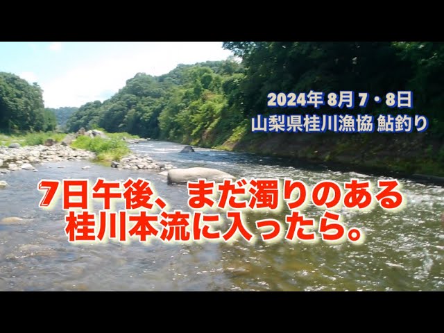 山梨県桂川漁協 桂川本流 鮎釣り 2024年8月7・8日 下手クソにも程がある。仕掛けが全部無くなりました😭