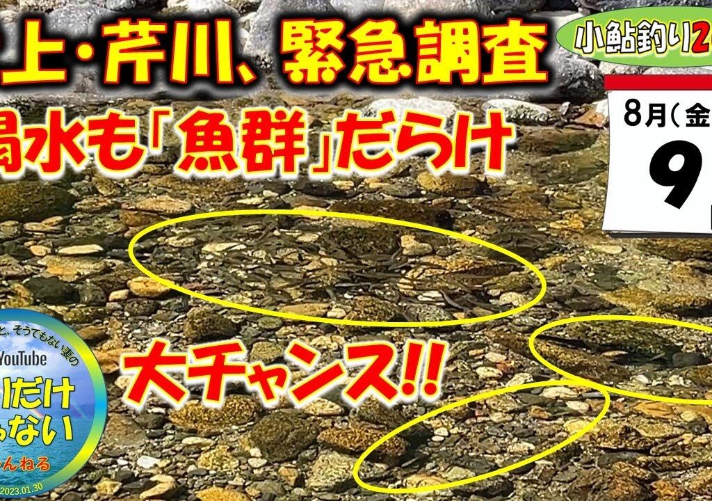 【小鮎釣り2024】緊急調査。8月9日（金）、三連休を前に、緊急で犬上川と芹川の現状を調査してきました。日照り続きで、河川の水量は激減とのうわさもあるが、実際の現況はどのようなものか？
