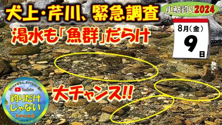 【小鮎釣り2024】緊急調査。8月9日（金）、三連休を前に、緊急で犬上川と芹川の現状を調査してきました。日照り続きで、河川の水量は激減とのうわさもあるが、実際の現況はどのようなものか？