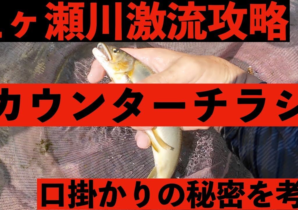 【鮎釣り】　激流の大鮎釣り　カウンターチラシの口掛かりで攻める五ヶ瀬川　宮崎の鮎釣り＃21