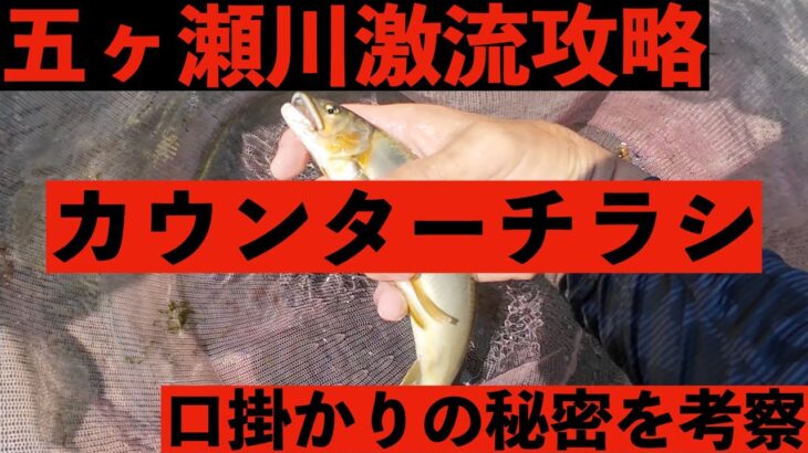 【鮎釣り】　激流の大鮎釣り　カウンターチラシの口掛かりで攻める五ヶ瀬川　宮崎の鮎釣り＃21