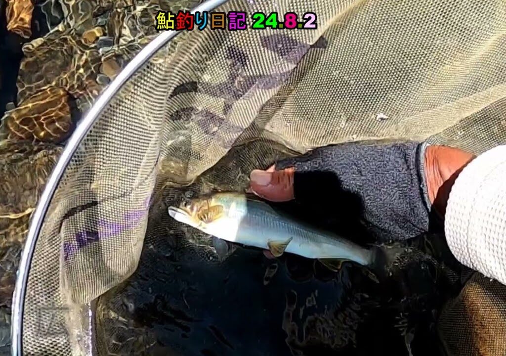 鮎釣り日記 24 8 2