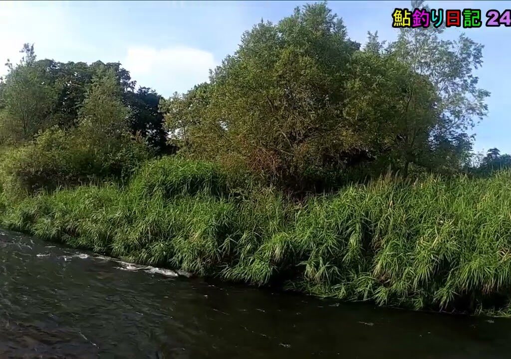 鮎釣り日記 24 8 21