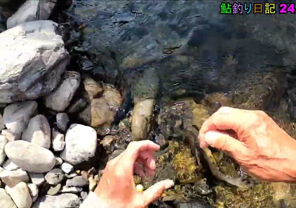 鮎釣り日記 24 8 22